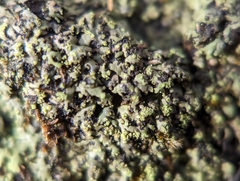 Phaeophyscia adiastola