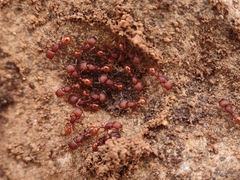 Pogonomyrmex imberbiculus