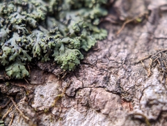 Phaeophyscia adiastola