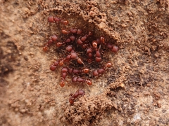Pogonomyrmex imberbiculus