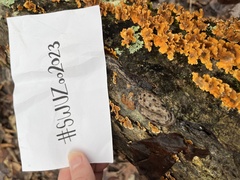 Megapallifera mutabilis