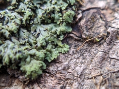 Phaeophyscia adiastola