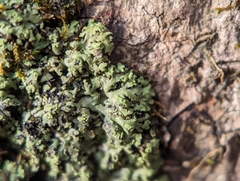 Phaeophyscia adiastola