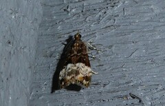 Scoparia minusculalis