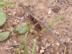 Odontomachus desertorum