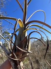 Tillandsia balbisiana