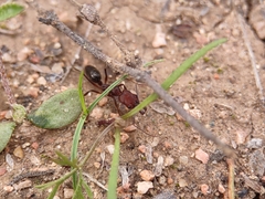 Odontomachus desertorum