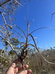 Tillandsia balbisiana
