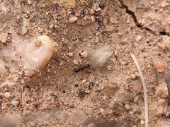 Pheidole sciophila