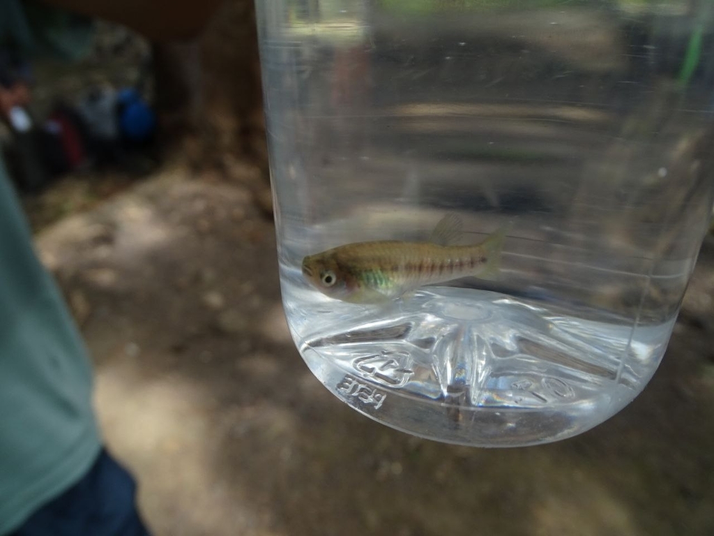 Balsas livebearer (Poeciliopsis balsas) — Poeciliidae