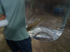 Poeciliidae