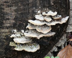 Trametes betulina