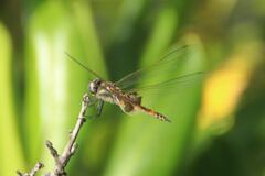 Tramea loewii