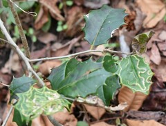 Phytomyza ilicis group