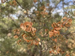 Acacia colletioides