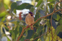 Melithreptus brevirostris