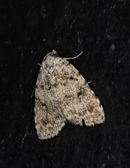 Tolpia conscitulana