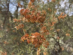 Acacia colletioides