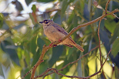 Melithreptus brevirostris