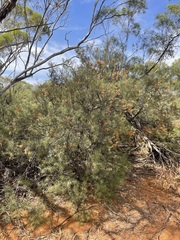 Acacia colletioides