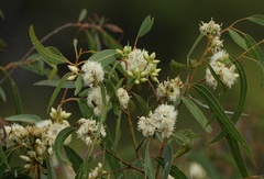 Eucalyptus exserta