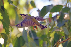 Melithreptus brevirostris