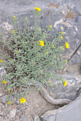 Heterotheca hirsuta