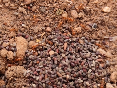 Solenopsis aurea