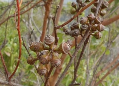 Eucalyptus exserta