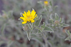 Heterotheca hirsuta
