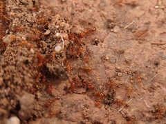 Solenopsis aurea