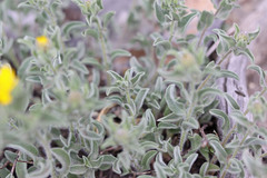 Heterotheca hirsuta
