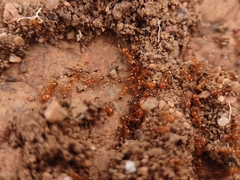 Solenopsis aurea