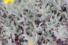 Heterotheca hirsuta