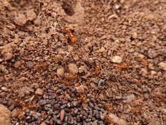 Solenopsis aurea