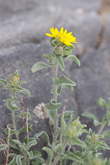 Heterotheca hirsuta
