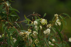 Eucalyptus exserta