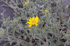 Heterotheca hirsuta