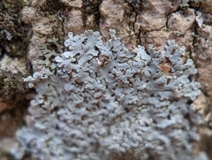 Physcia americana