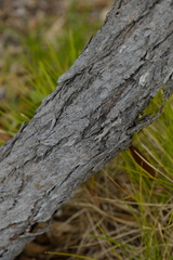 Eucalyptus exserta