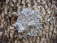 Physcia americana