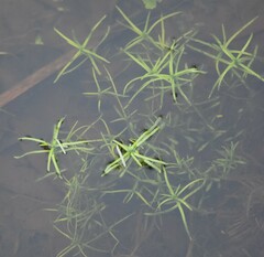 Callitriche heterophylla