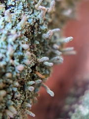 Cladonia cylindrica