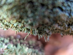 Cladonia cylindrica