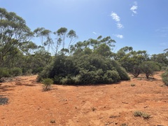 Acacia colletioides