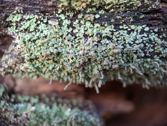 Cladonia cylindrica