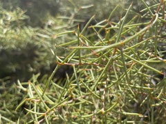 Acacia colletioides
