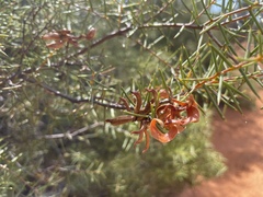 Acacia colletioides