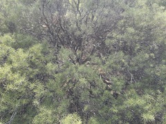 Acacia colletioides