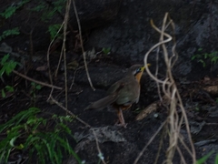 Morococcyx erythropygus